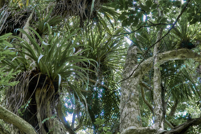 Bush Canopy