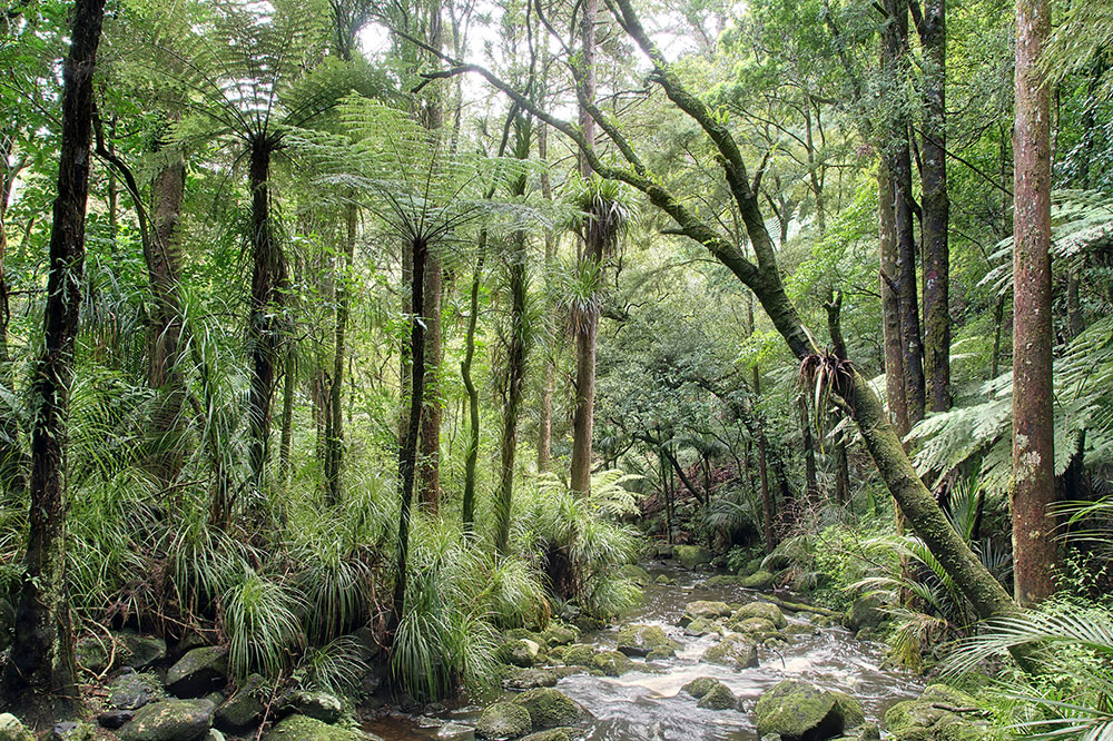 NZ Native Forest